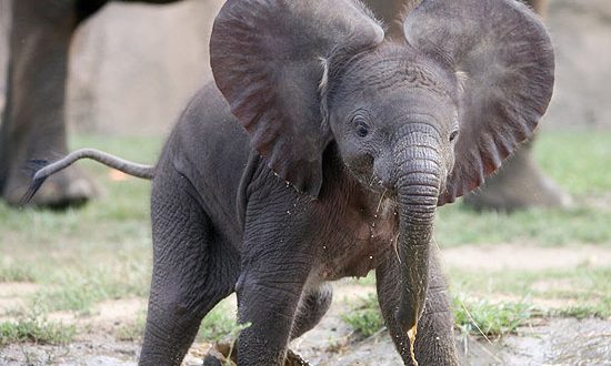 Qual É o Tamanho e o Peso de um Elefante Bebê Quando Nasce? | Mundo ...