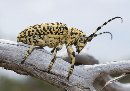Besouro Leopardo : Características, Nome Cientifico e Fotos