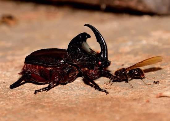 Besouro Rinoceronte Atacando uma Formiga