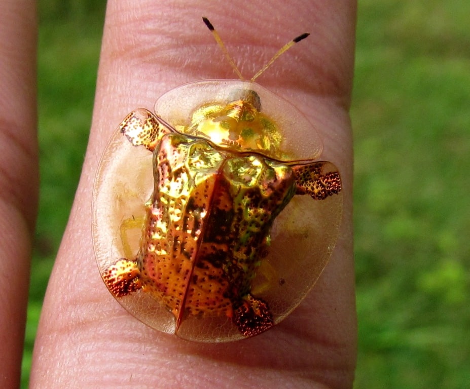 Besouro Tartaruga Dourada