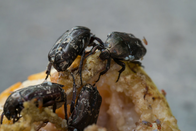 Besouros Comendo Fruta 