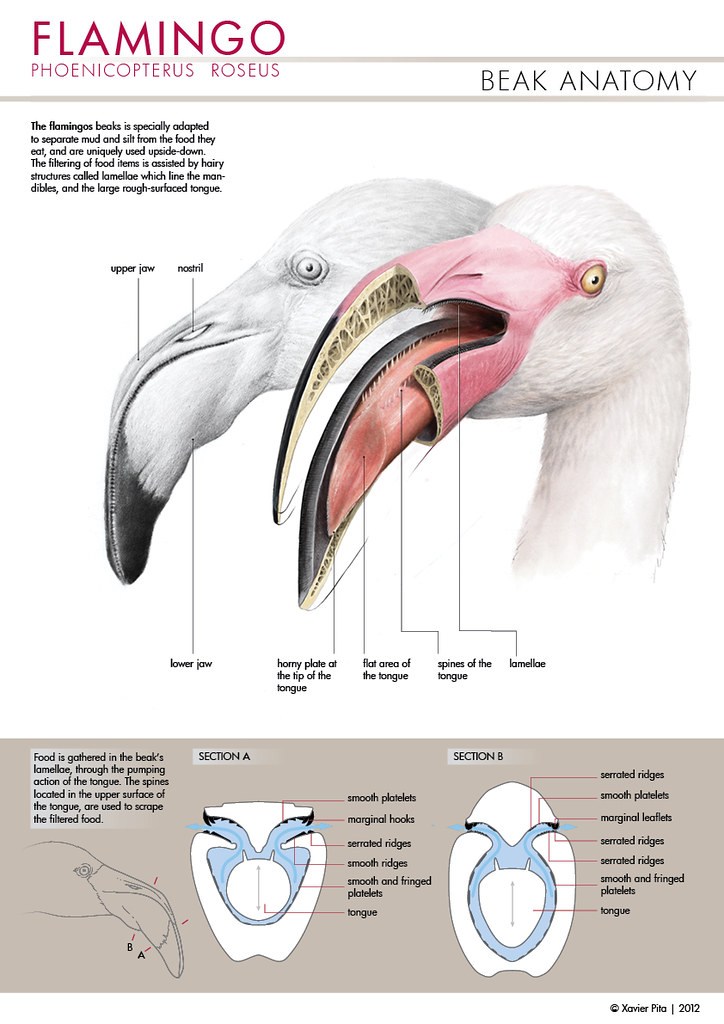 Bico do Flamingo