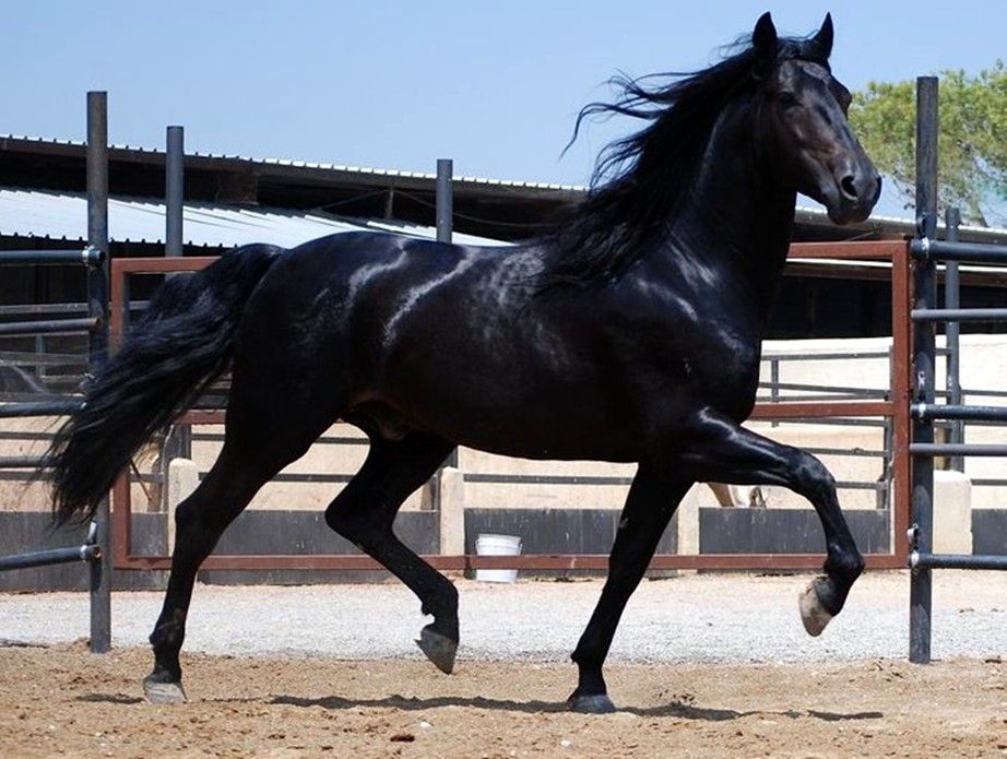 Black Tennessee Walker