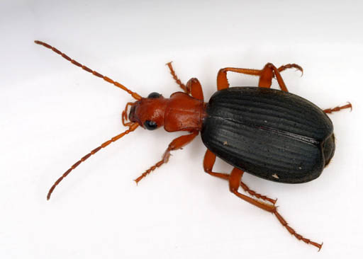 Brachinus Crepitans