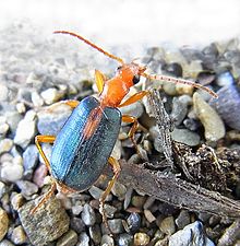 Brachinus Solidipalpis