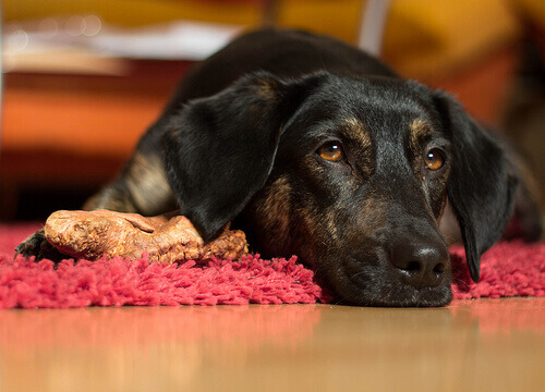 Cachorro Após Uma Crise de Vômito 