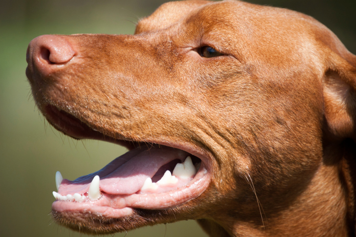 Cachorro Com Prognatismo Fotografado de Lado 