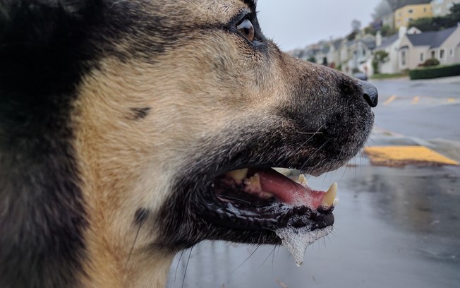 Cachorro Com a Boca Espumando 