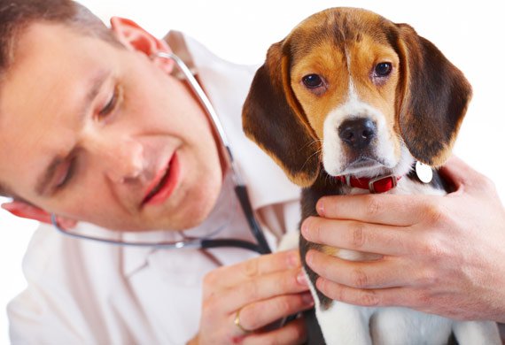 Cachorro no Veterinário 