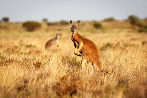 Canguru-Vermelho (macropus Rufus)