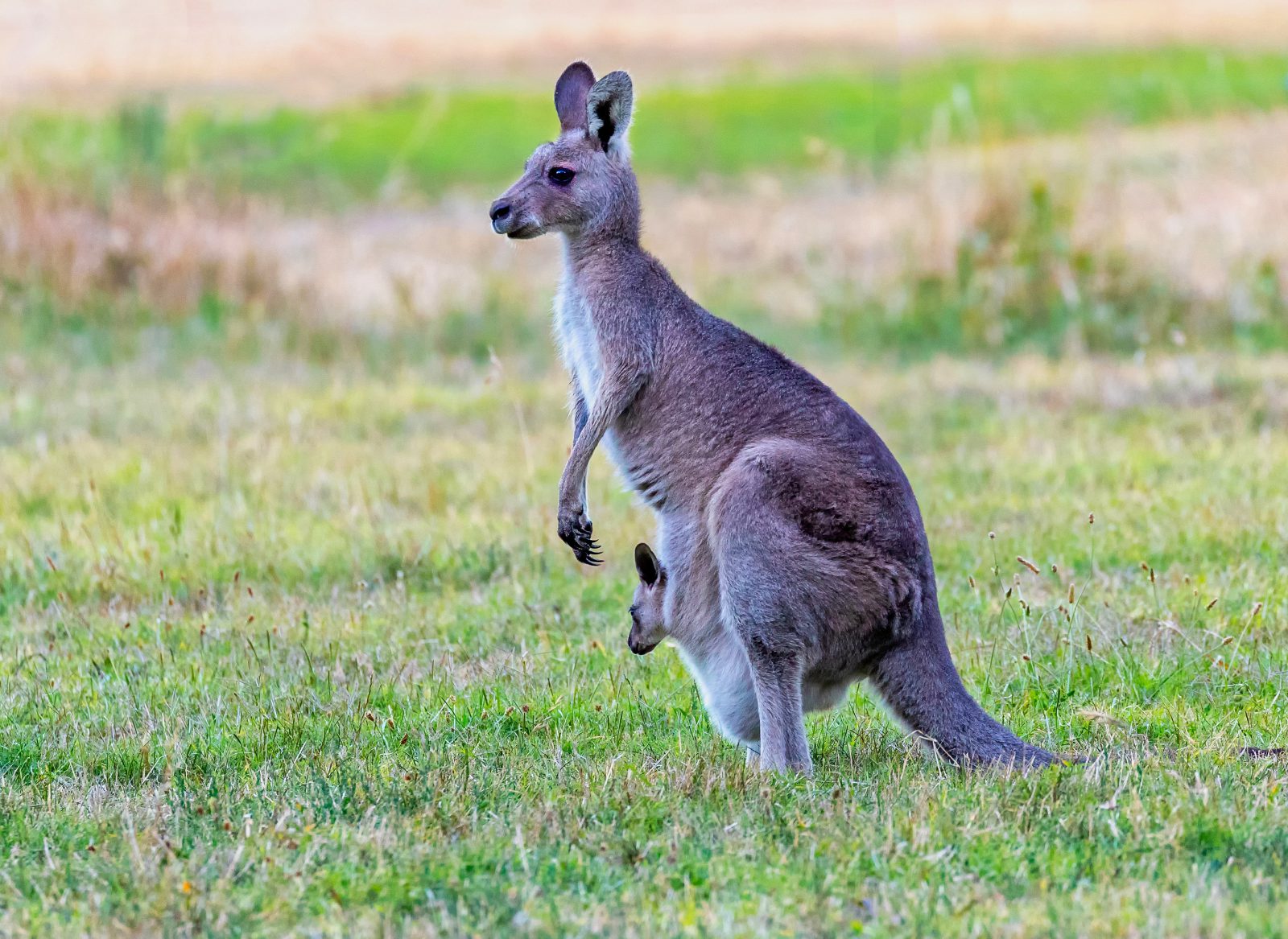 Cangurus Macropus Fuliginosus Com o Filhote na Bolsa 