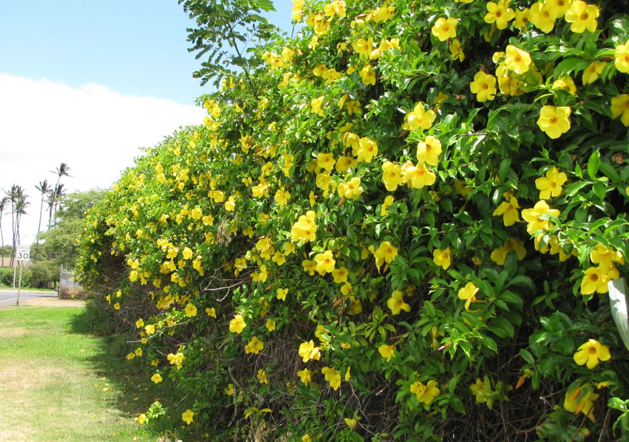 Canteiro de Alamanda