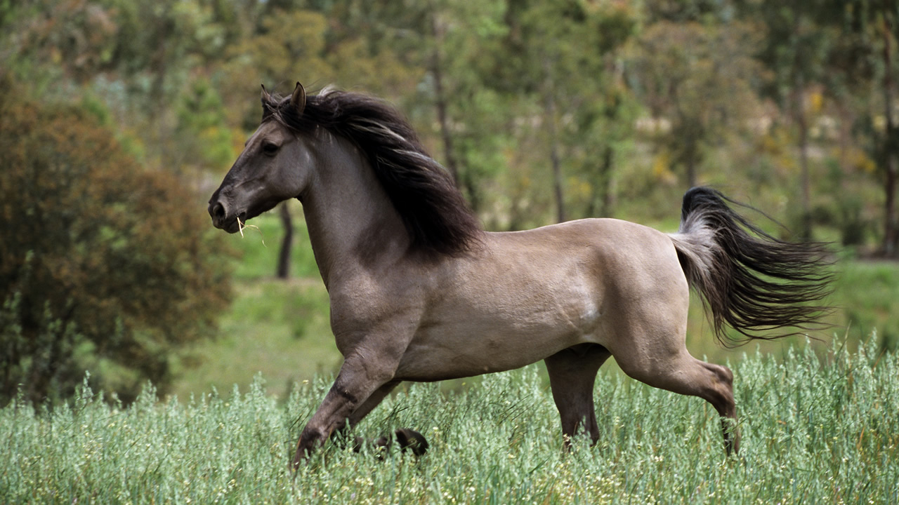 Raça de Cavalo Sorraias: Características, Fotos, História e Origem