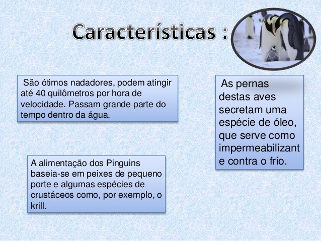 Características Do Pinguim 