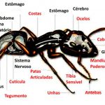 Características Físicas das Formigas