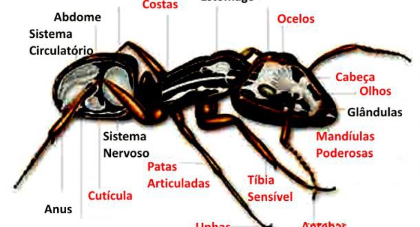 Ficha Técnica da Formiga: Peso, Altura, Tamanho e Imagens | Mundo Ecologia