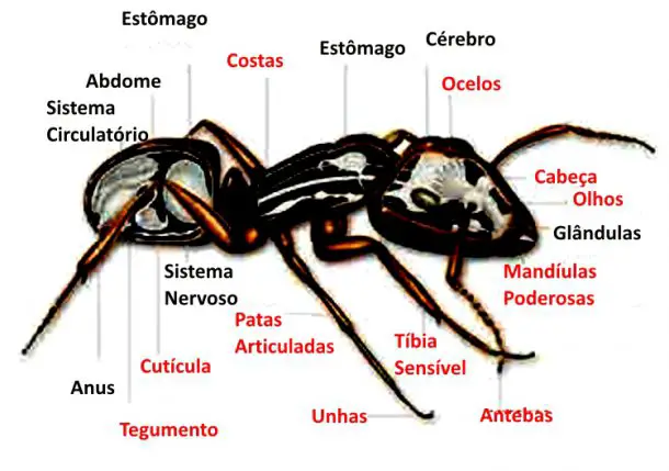 Características Físicas das Formigas 