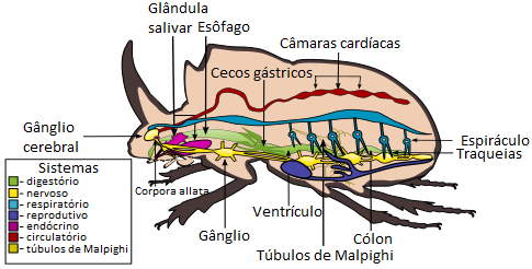 Características Físicas do Escaravelho