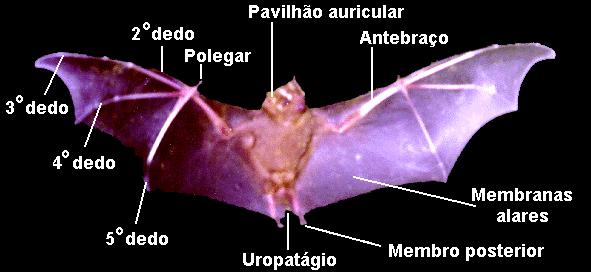 Características Gerais dos Morcegos 