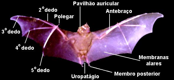 Características Gerais dos Morcegos