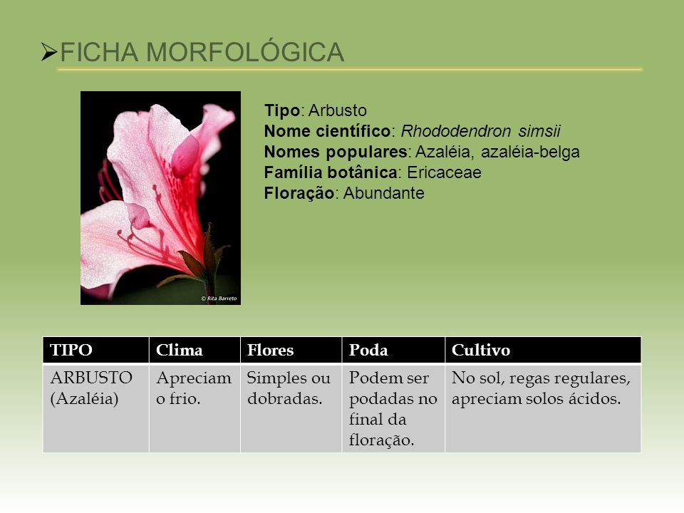 Características Morfológicas das Azaleias