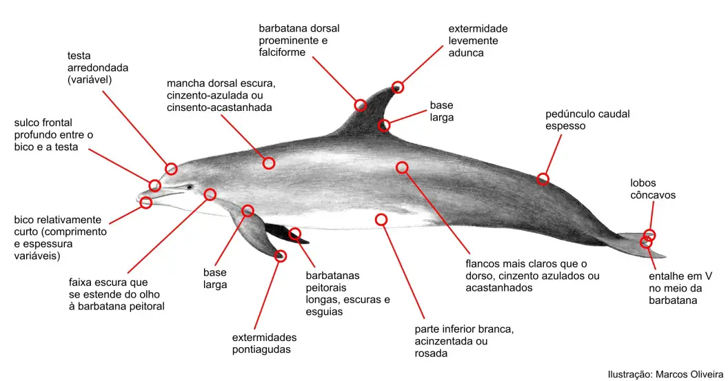 Características dos Golfinhos