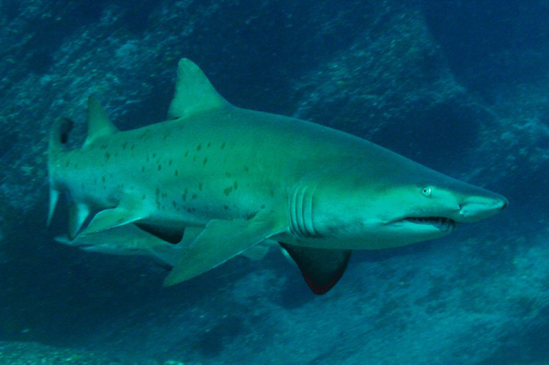 Carcharias Taurus