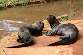 Casal de Ariranha 