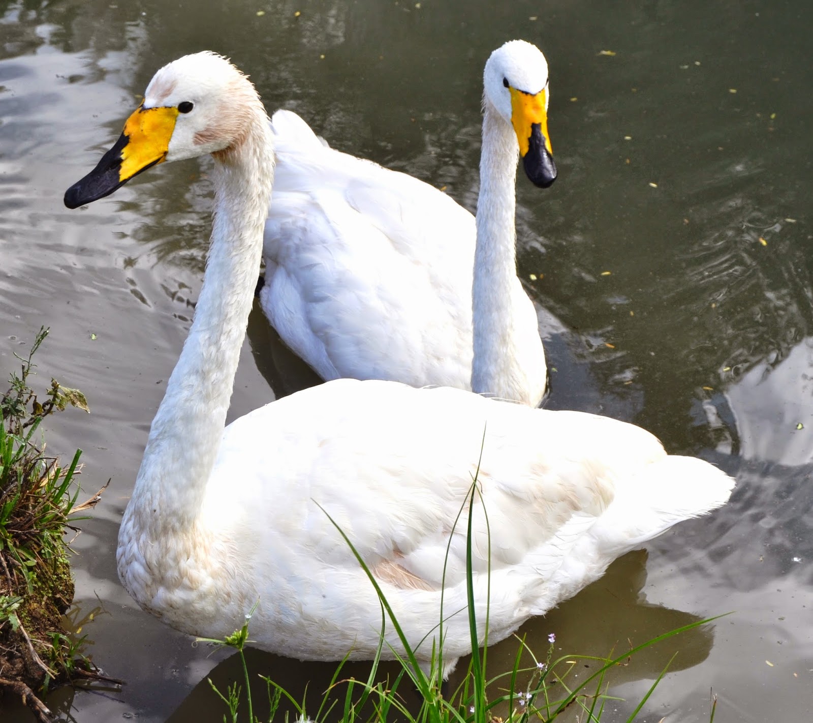 Casal de Cisne Bravo no Lago 