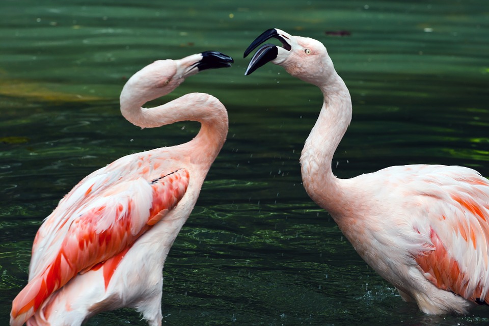 Casal de Flamingo 