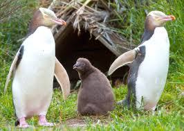 Casal de Pinguim De Olho Amarelo Juntos com Seu Filhote 