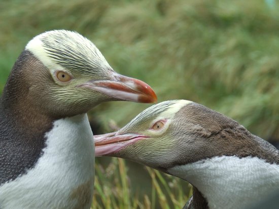 Casal de Pinguim De Olho Amarelo