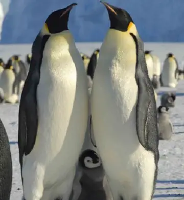 Casal de Pinguim Imperador Junto o Filhote