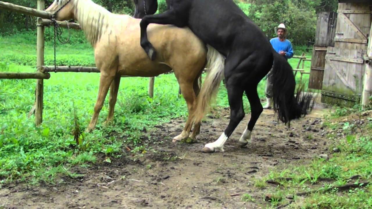 Cavalo Cruzando 