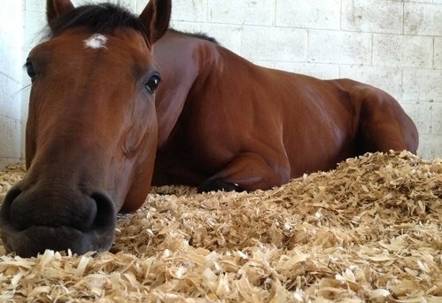 Cavalo Descansando 