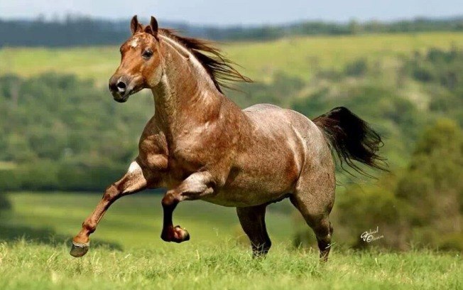 Cavalo Sela Francesa Correndo