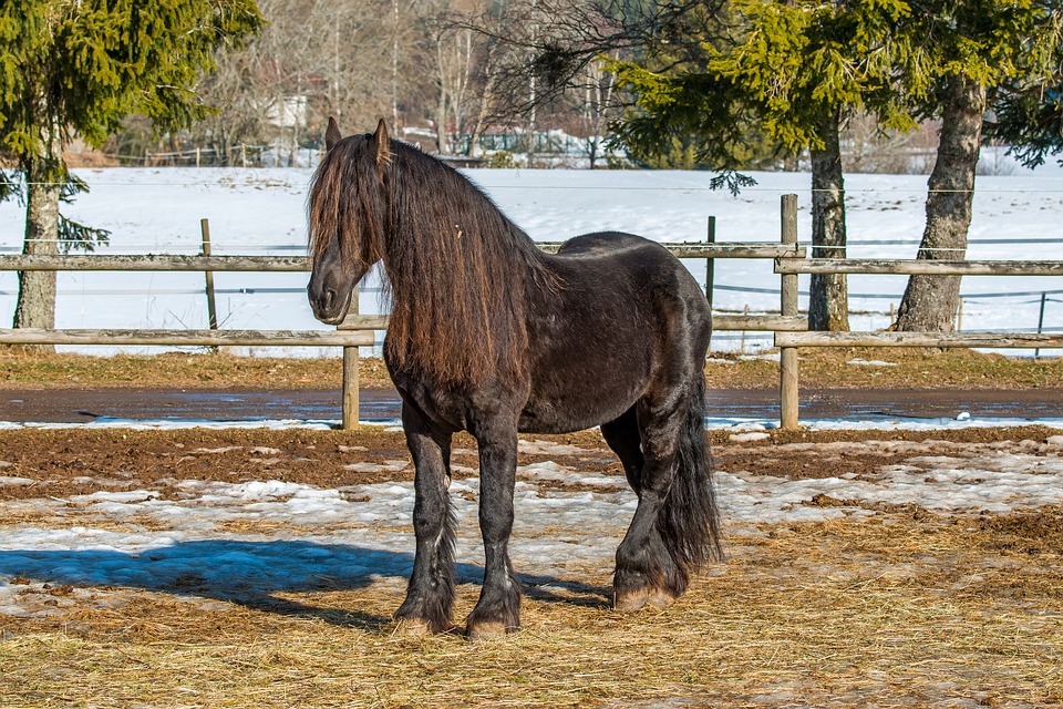 Cavalo da Floresta Negra