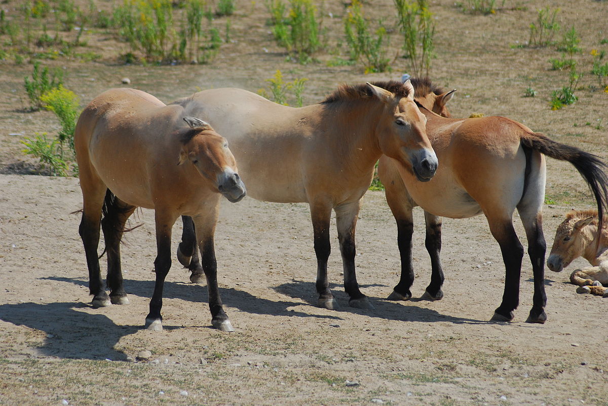 Cavalo de Przewalski