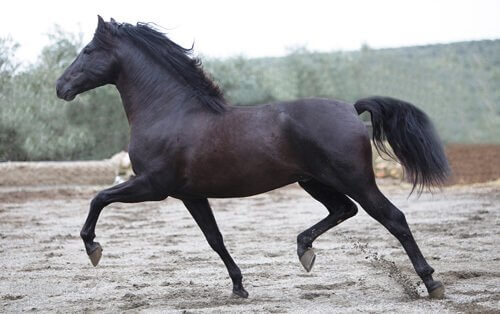 Cavalo de Sangue Quente Fotografado Correndo 