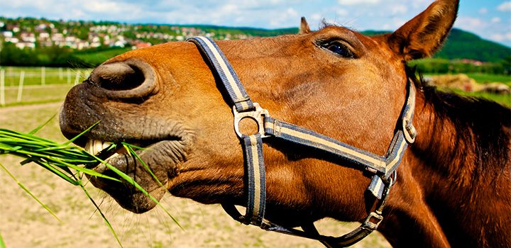 Cavalo se Alimentando de Grama