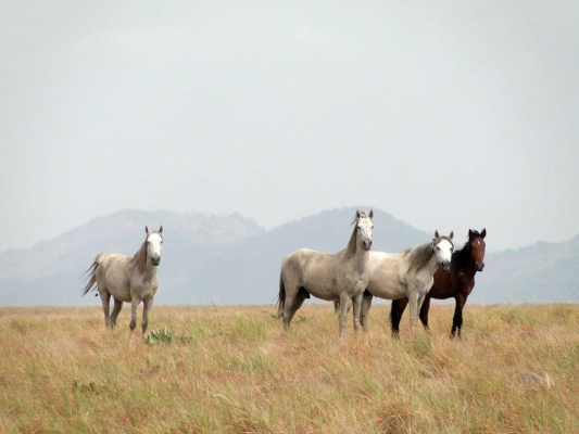 Cavalos Lavradeiros