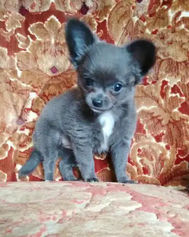 Chihuahua Azul 