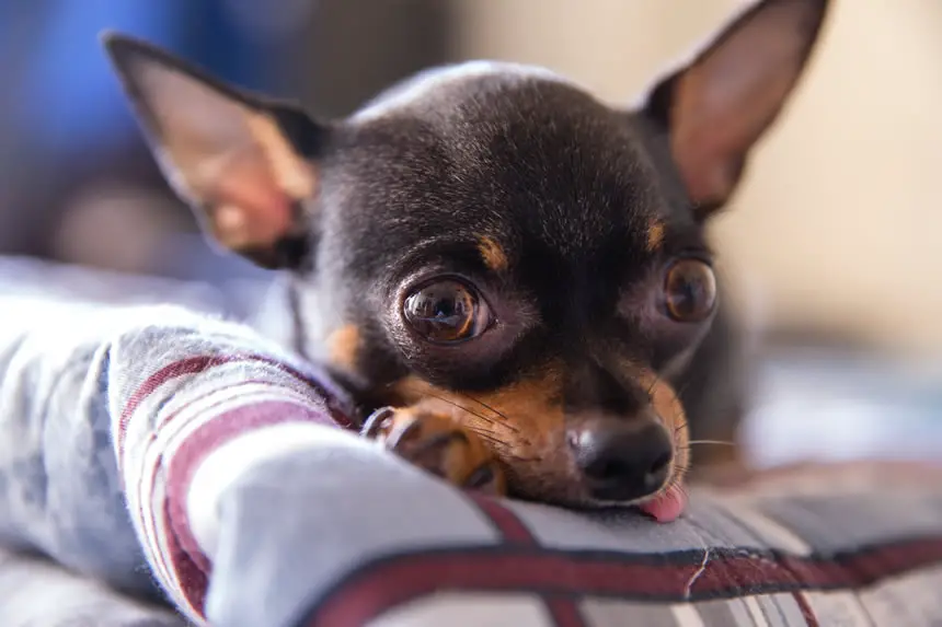 Chihuahua Deitado no Sofá