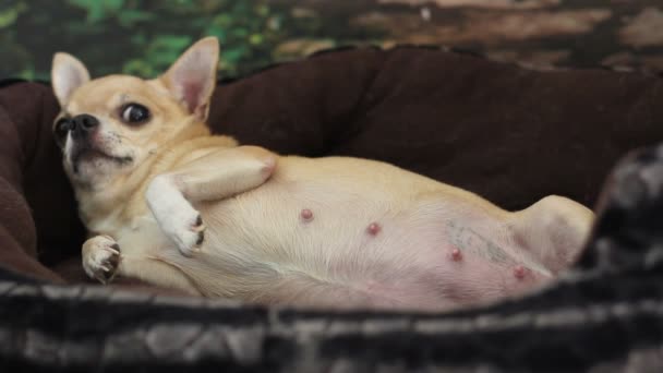 Chihuahua Grávida