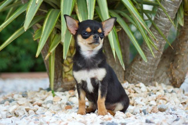 Chihuahua Preto e castanho 