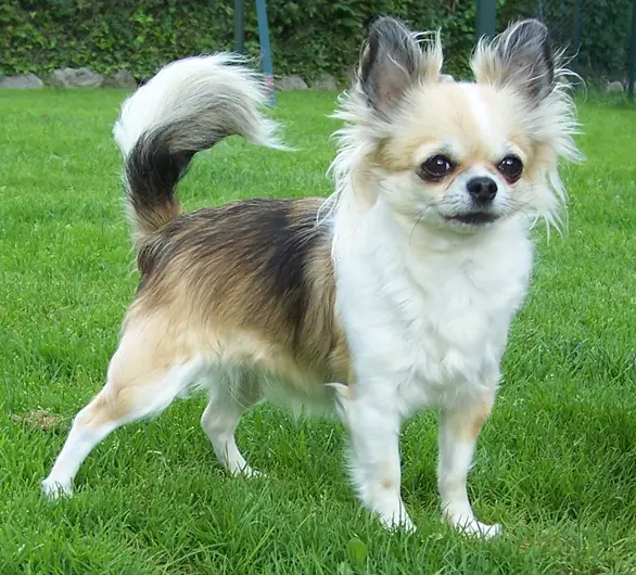Chihuahua na Grama 