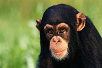 Qual O Animal Que Mais Se Parece Com O Homem? | Mundo Ecologia Qual O Animal Que Mais Se Parece Com O Homem? | Mundo Ecologia