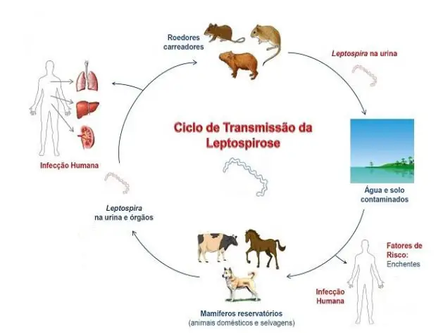 Ciclo de Transmissão da Leptospirose