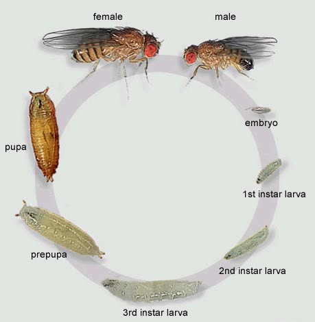 Ciclo de Vida da Mosca da Banana