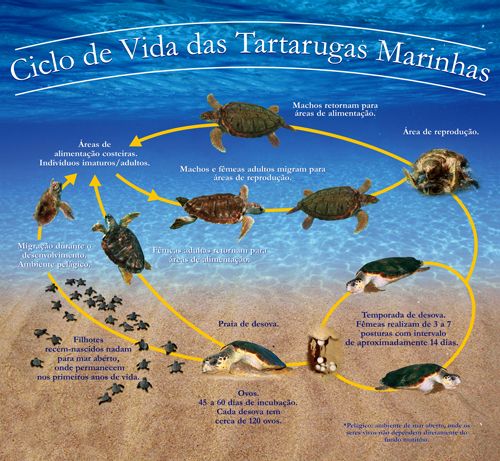 Ciclo de Vida das Tartarugas Marinhas